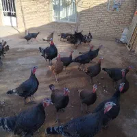 تعدادی بوقلمونو نر و ماده جوان|حیوانات مزرعه|قیدار, |دیوار