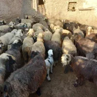 ۴۰ راس میش داشتی بره دار و آبستن سرگلون|حیوانات مزرعه|ارژن, |دیوار