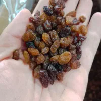 کشمش افتابی امسالی|خوردنی و آشامیدنی|اصفهان, نصرآباد|دیوار