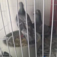 کبوتر مسافتی|پرنده|مشهد, فرخد|دیوار