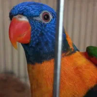 جفت طوطی لوریکیت مولد ۲سال و نیمه