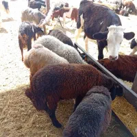 بره پرواری ،شیشک بزغاله میش|حیوانات مزرعه|پیشوا, |دیوار