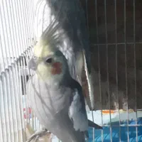 عروس هلندی سالم وشاداب|پرنده|شیروان (خراسان), |دیوار