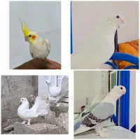 تعدادی پرنده  زینتی