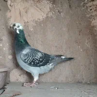 ابلغ ماده