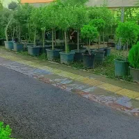 فروش فوری گلخانه