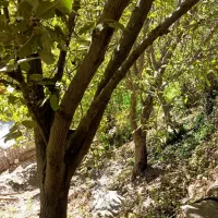 چوب|گل و گیاه طبیعی|جوانرود, |دیوار