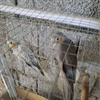 عروس هلندی|پرنده|آبپخش, |دیوار