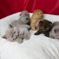 کلوپ شادی و نشاط پشمالوهای بازیگوش