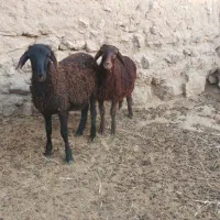 بره قوچ میش|حیوانات مزرعه|شیراز, نیستان|دیوار