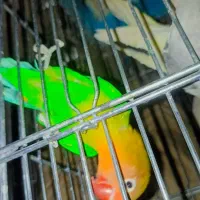 پرنده|پرنده|مشهد, امیرآباد|دیوار