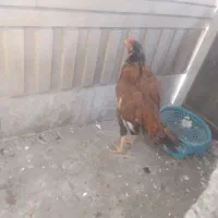 خروس وجوجه خروس|حیوانات مزرعه|سراوان, |دیوار