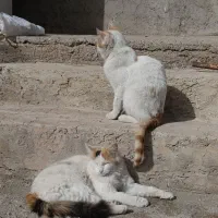 واگذاری گربه