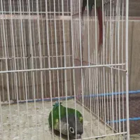 گرینچک.عروس هلندی.مرغ عشق.قفس|پرنده|زابل, |دیوار