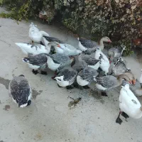 ۱۰عدد غو غاز چاقو چله