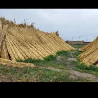 فروش نهال پاییزه تحویل سر خزانه گناباد|گل و گیاه طبیعی|گناباد, |دیوار