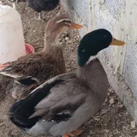 دو تا اردک نر و ماده