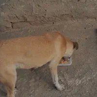 واگذاری طوله ۶ ماهه|سگ|تهران, هفده شهریور|دیوار