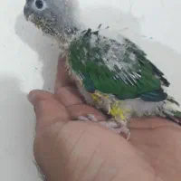 گرینچیک|پرنده|کاشان, فاز ۱ ناجی آباد|دیوار