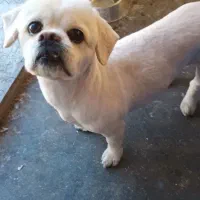 سگ نژاد پیکینیز