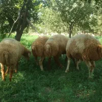 قوچ همو مغانی|حیوانات مزرعه|کلات (خراسان), |دیوار