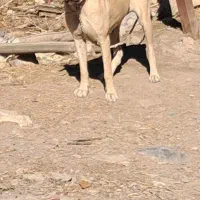 واگذاری ماده سرابی درج یک قد ۸۰ دوساله|سگ|اردبیل, |دیوار