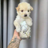 پامر کراس عروسکی سایز ریز مینیاتوری جیبی