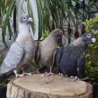 جفت زاغ طلایی با نقره ای درجه یک