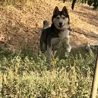 سگ هاسکی نر