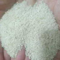 لاشه برنج هاشمی امسالی