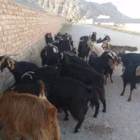 بز فروشی