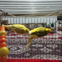 مرغ عشق|پرنده|تبریز, |دیوار