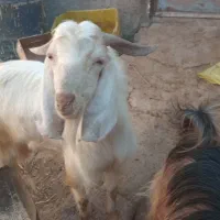 کهره نرمناسب داشت|حیوانات مزرعه|کازرون, |دیوار