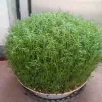 سبزه فروشی