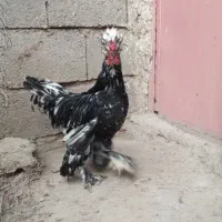 خروس طبیعی جوان خوشکل وسنگین|حیوانات مزرعه|اردبیل, |دیوار