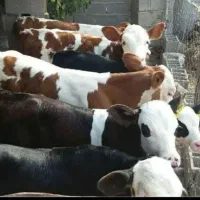 نمایندگی فروش گوساله سیمینتال ،هلشتاسن ،دورگه|حیوانات مزرعه|تبریز, |دیوار