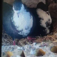 جفت کرباتی کاکلی|پرنده|مشهد, قائم|دیوار