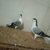 ساده امری جوونه