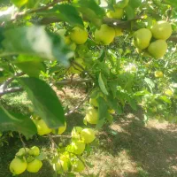 سیب زد|عمده‌فروشی|قره چای, |دیوار