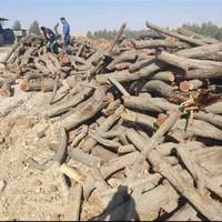 خریدار انواع درخت وچوب،هرس و برش با اره بنزینی|خدمات باغبانی و درختکاری|بندرعباس, |دیوار