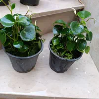 دونه 150اریکا 150|گل و گیاه طبیعی|نیشابور, شهید بهشتی|دیوار