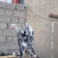 حیوانات مزرعه|حیوانات مزرعه|سوق, |دیوار