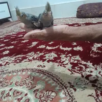 عروس هلندی|پرنده|زابل, |دیوار
