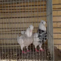 طوقی همه رنگ|پرنده|پیر بکران, |دیوار