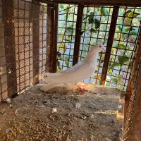 کبوتر پتی والا