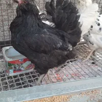 مرغ گلین|حیوانات مزرعه|مبارکه, |دیوار