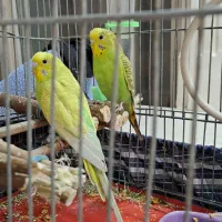 یک جفت مرغ عشق با قفس و لوازم