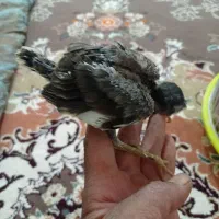 جوجه مینا دو عدد