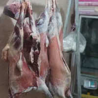 قصابیگوسفندی650|خوردنی و آشامیدنی|مریوان, |دیوار