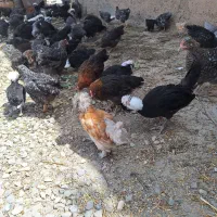 جوجه سلطان و لهستانی ۳ماهه